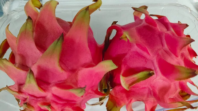 ड्रैगन फ्रूट पर 80 प्रतिशत सब्सिडी दे रही सरकार, असिंचित भूमि में लगाए जा सकते हैं इसके बागान