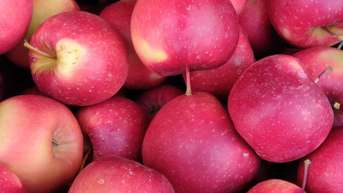 सेब और अन्य फलों की फसल अब होगी अधिक सुरक्षित, एंटीहेल नेट पर किसानों को मिलेगी 75 % सब्सिडी