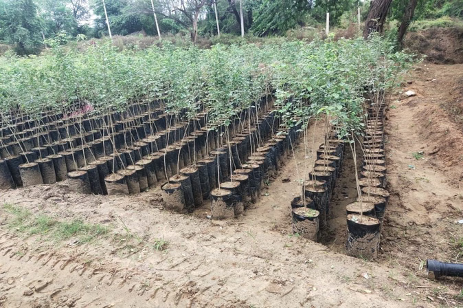 प्रदेश की नर्सरियों को पुनर्जीवित करने की तैयारी, यूरोपीय सब्जियों की भी होगी खेती