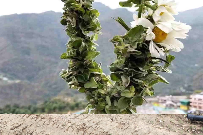 पहली बार बद्री तुलसी की होगी व्यावसायिक खेती, भगवान बदरी विशाल की पूजा में होती है इस्तेमाल